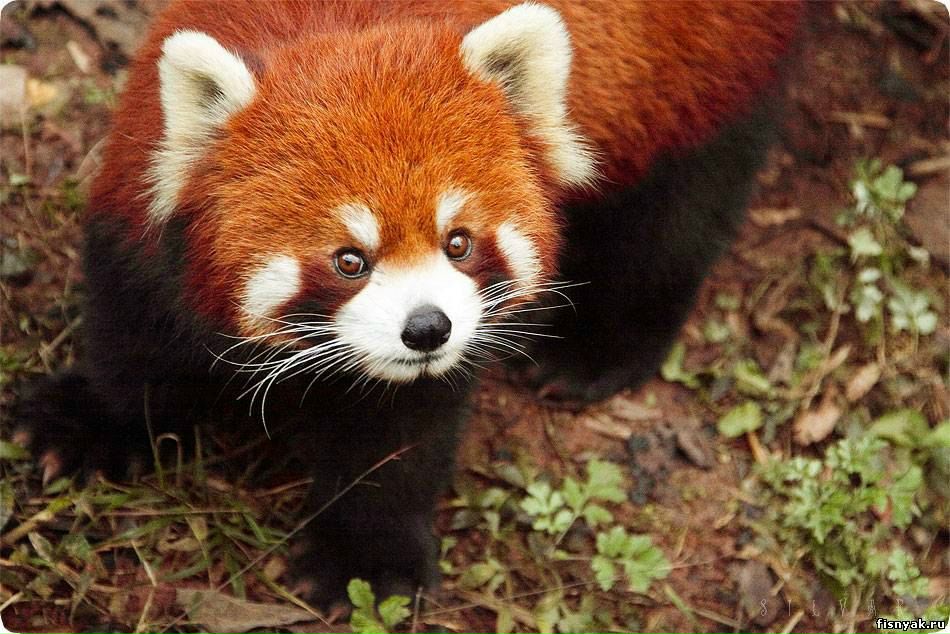 Елена Гаргалык | Тирасполь