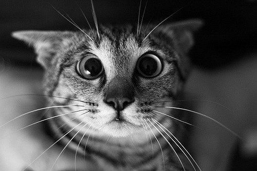 Вероника Лисовская | Санкт-Петербург