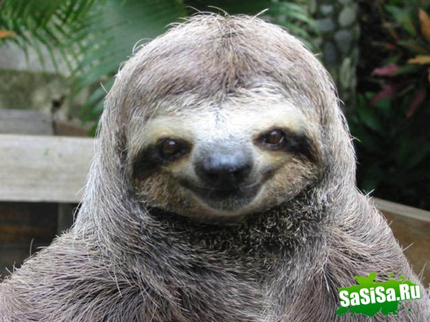 Александр Мишин | Владимир