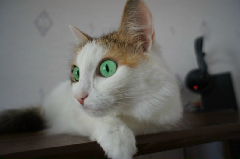 Радик Рафиков | Сургут