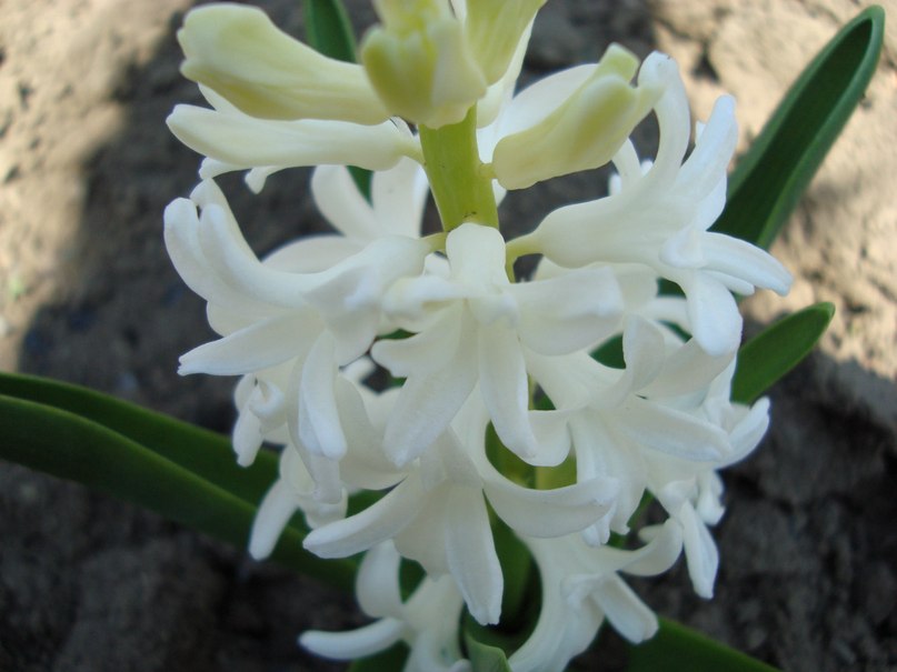 Татьяна Касьян | Кочубеевское