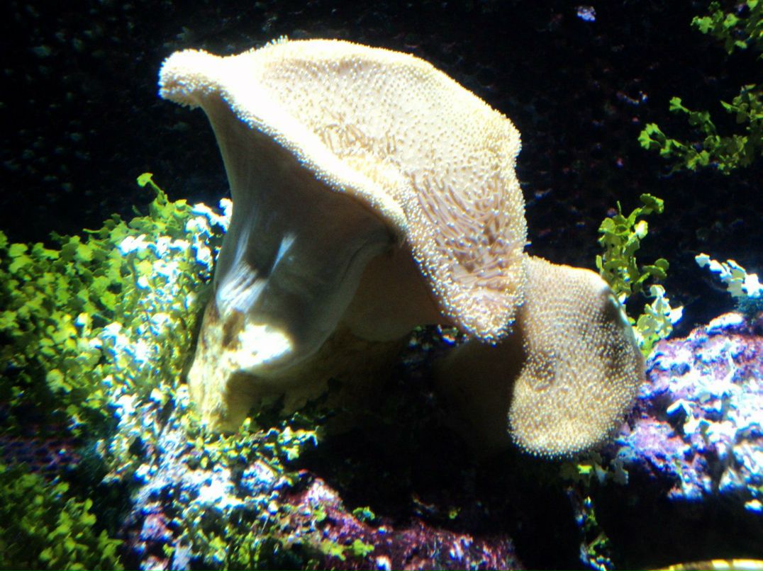 Инна Билоус | Одесса