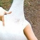 №17, Анжела Жужа, Евпатория №17, Анжела Жужа, Евпатория