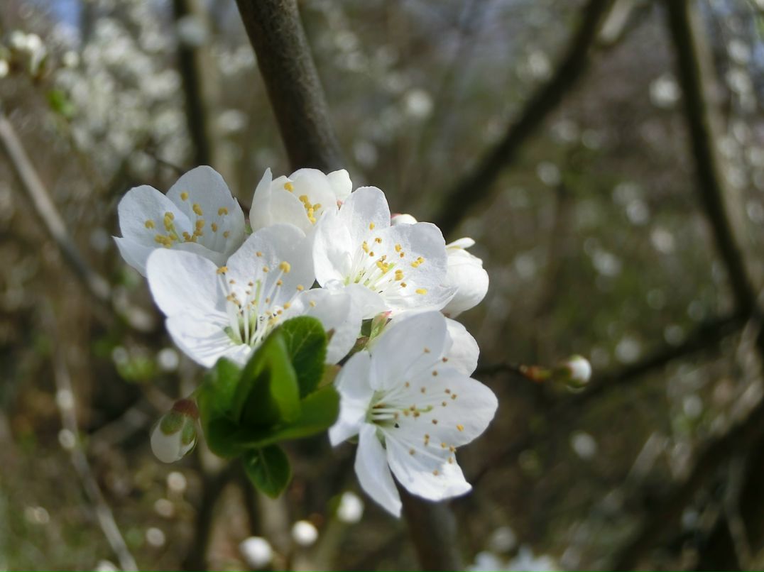 Uljana Patrakowa | Калининград