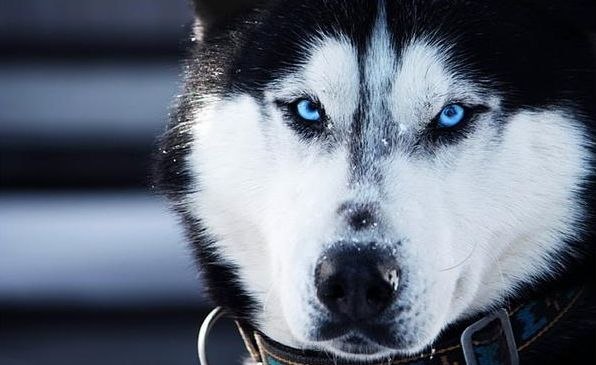 Паша Нема | Червоноград