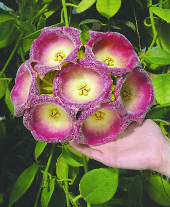 Ольга Атавина | Санкт-Петербург