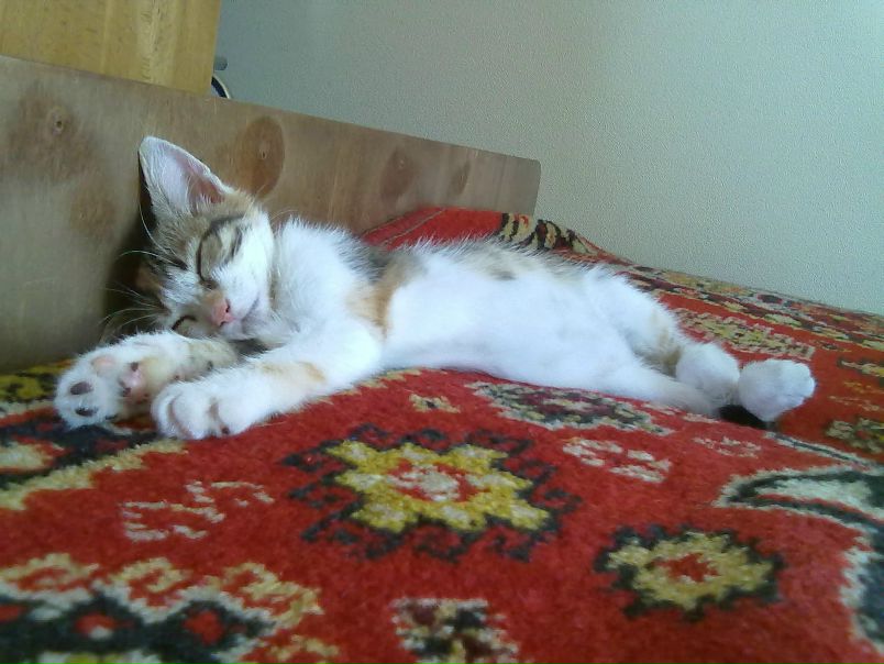 №28, Людмила Мисько, 40 лет, Киев №28, Людмила Мисько, 40 лет, Киев