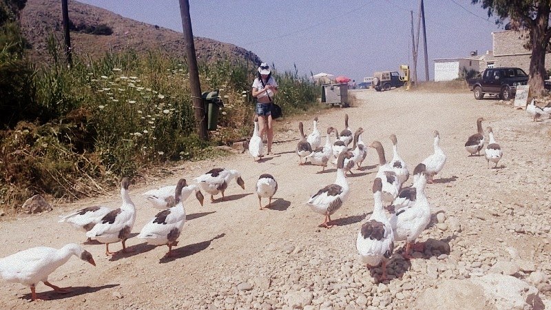 Светлана Дрег | 