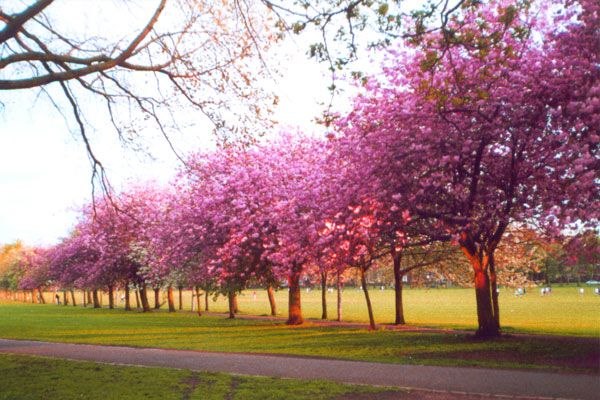 Софья Туманова | 