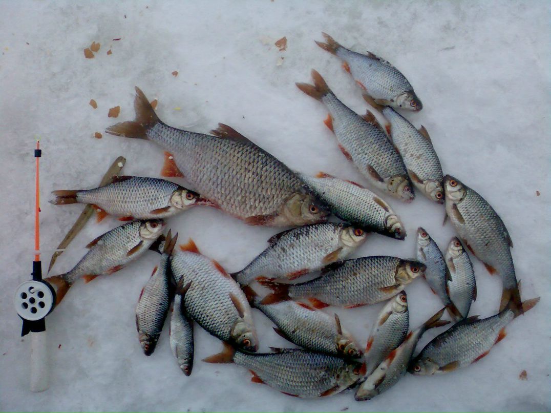 Александр Лусевич | Барановичи