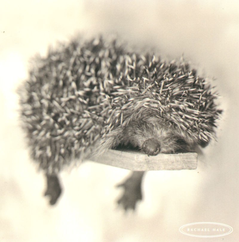 Надежда Добровольская | Санкт-Петербург