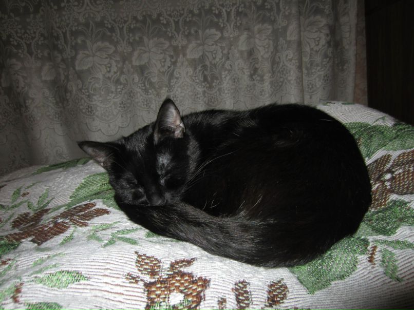 Елена Иванова | Сыктывкар