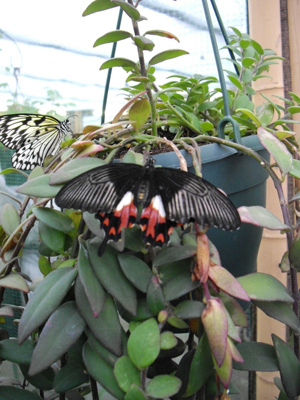 Ира Нечушкина | Санкт-Петербург