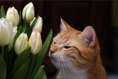 Іра Зазуляк | 