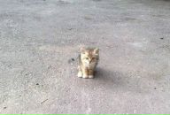 №3 Виктория Шевцова №3 Виктория Шевцова