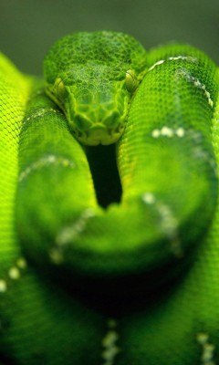 Марина Чикинева | Кишинев