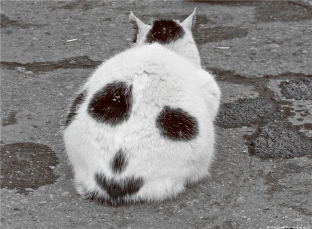 Максим Зимацкий | Санкт-Петербург