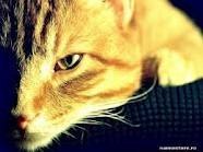 Таня Чехова | Брест