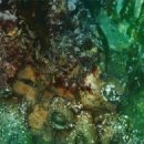 №87, Ирина Прядко, Белгород №87, Ирина Прядко, Белгород