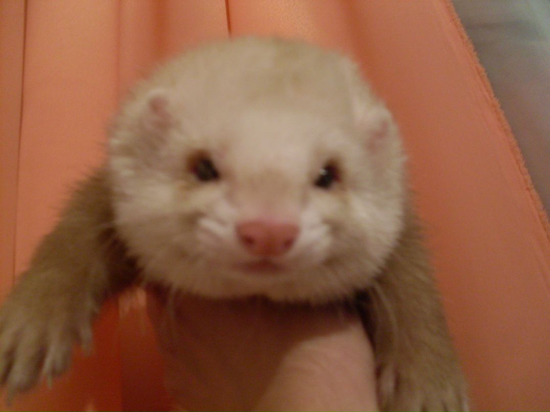 Анастасия Павлова | 