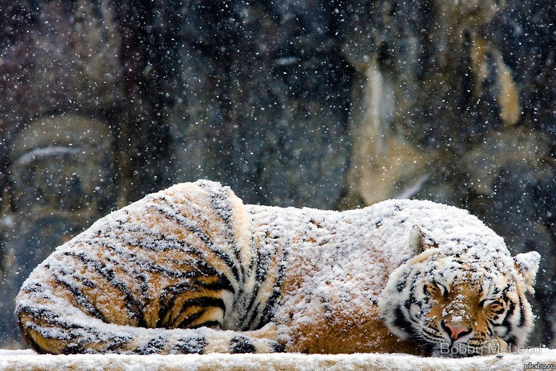 Александр Лопатин Зеленый | Москва