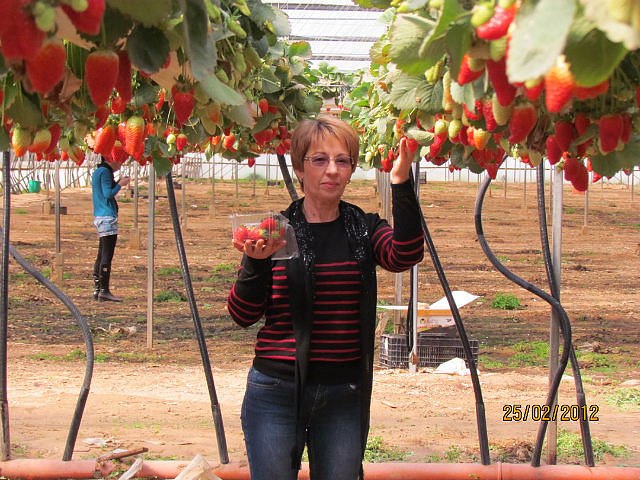 Ирина Зарицкая | Миргород