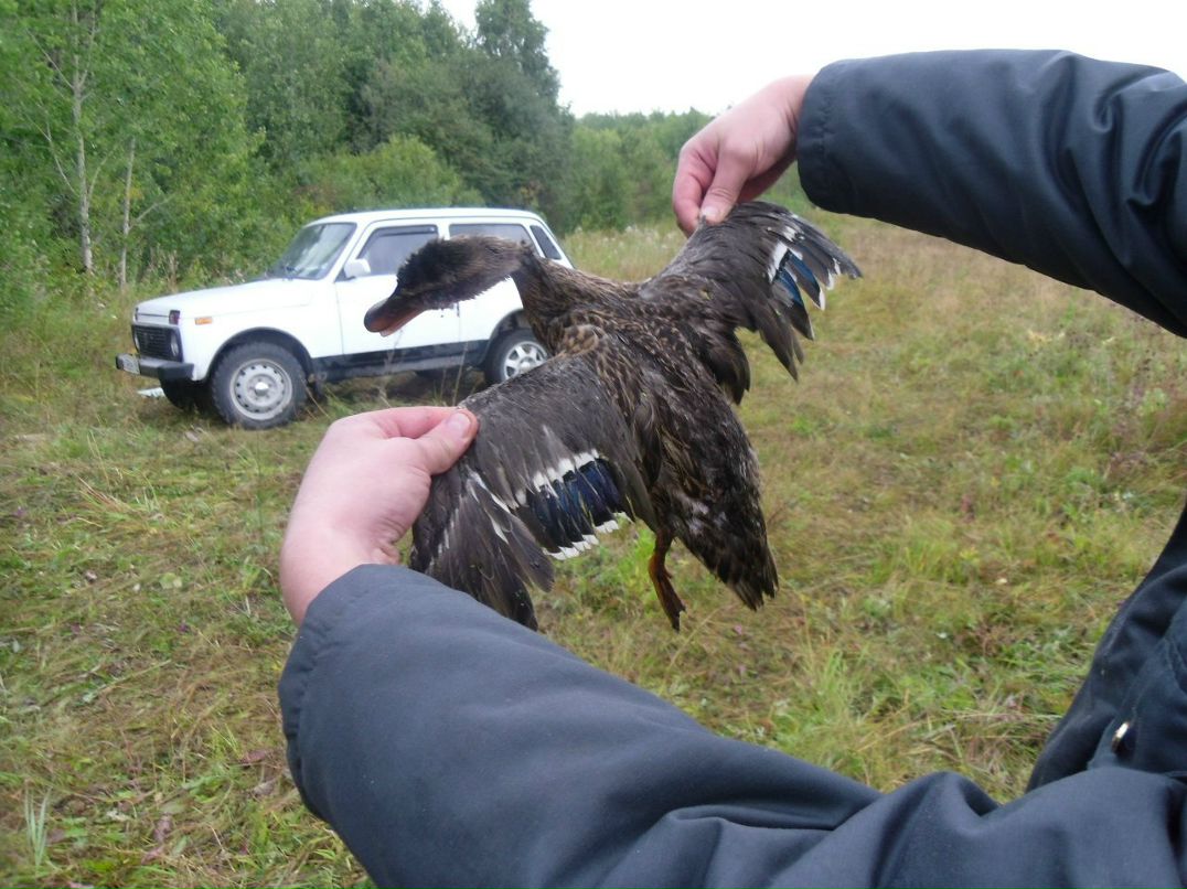 Роман Ровнушкин | Богданович