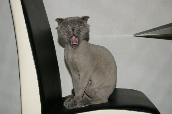 №8, Анна Шулешко №8, Анна Шулешко