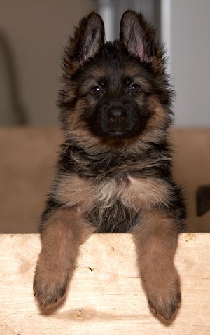 Лилия Лилия | Истра