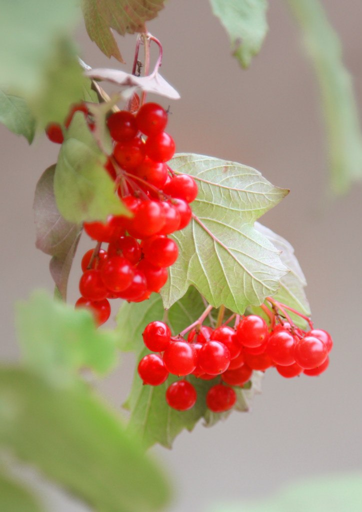 Максим Гайдай | Opole