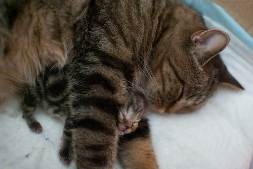 Ирэн Михеева | Киев