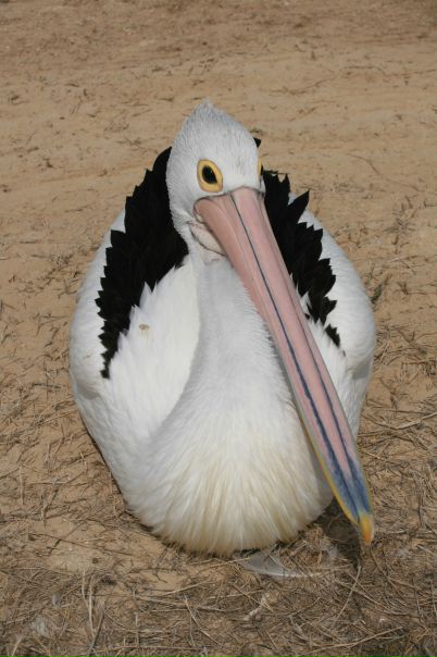 №24, Мария Чувочина-Guyot, 40 лет, Brisbane №24, Мария Чувочина-Guyot, 40 лет, Brisbane