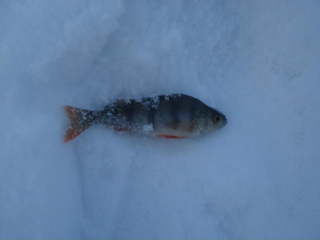 Дмитрий Ганнин | Сумы