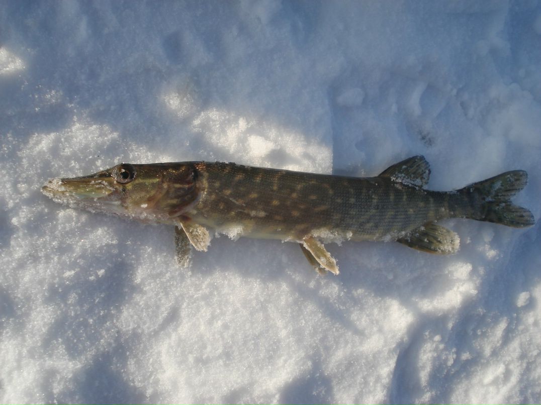 Дмитрий Ганнин | Сумы