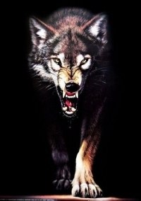 Максим Волков | Иерусалим