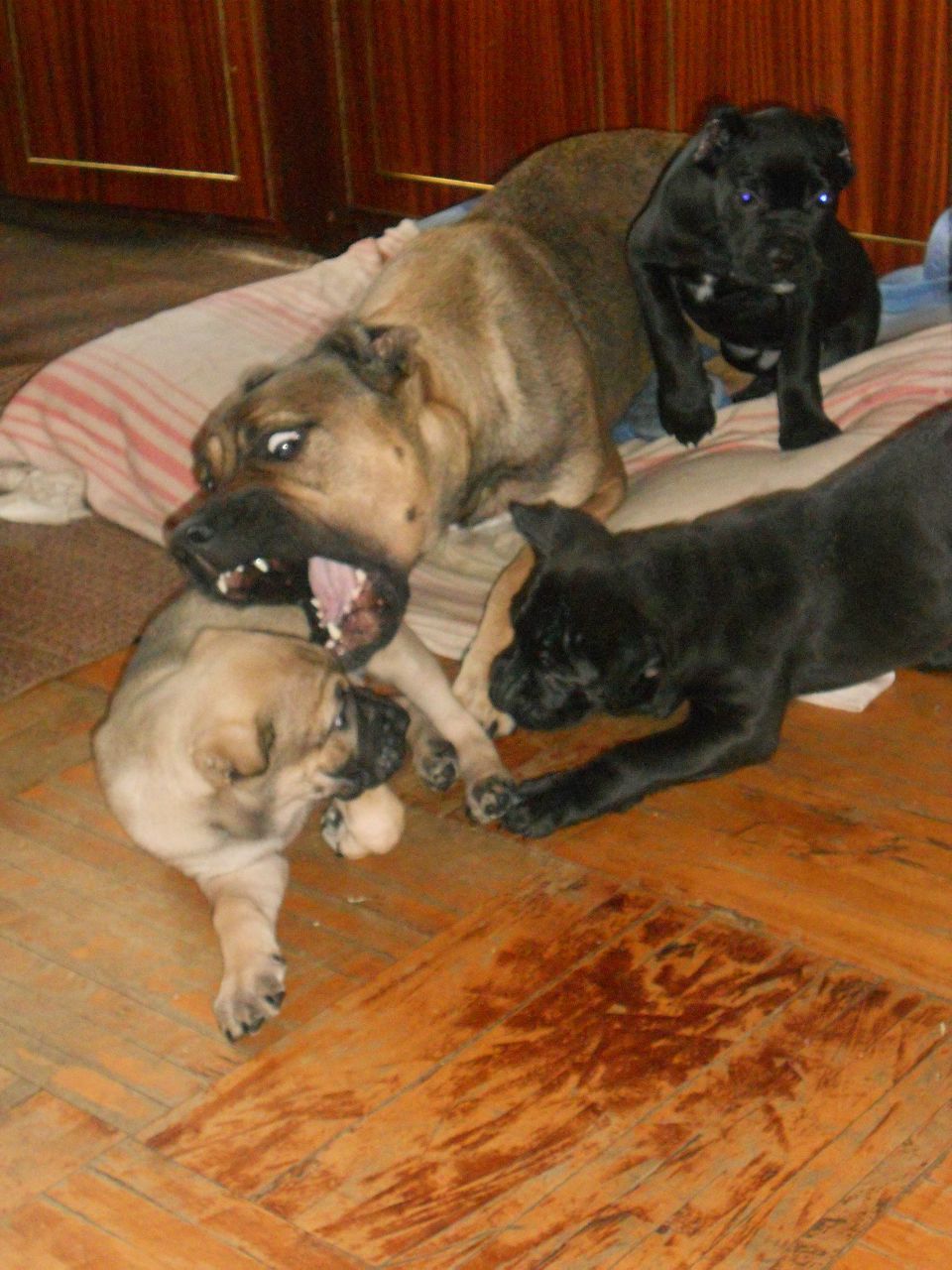 Ира Антонова | Санкт-Петербург