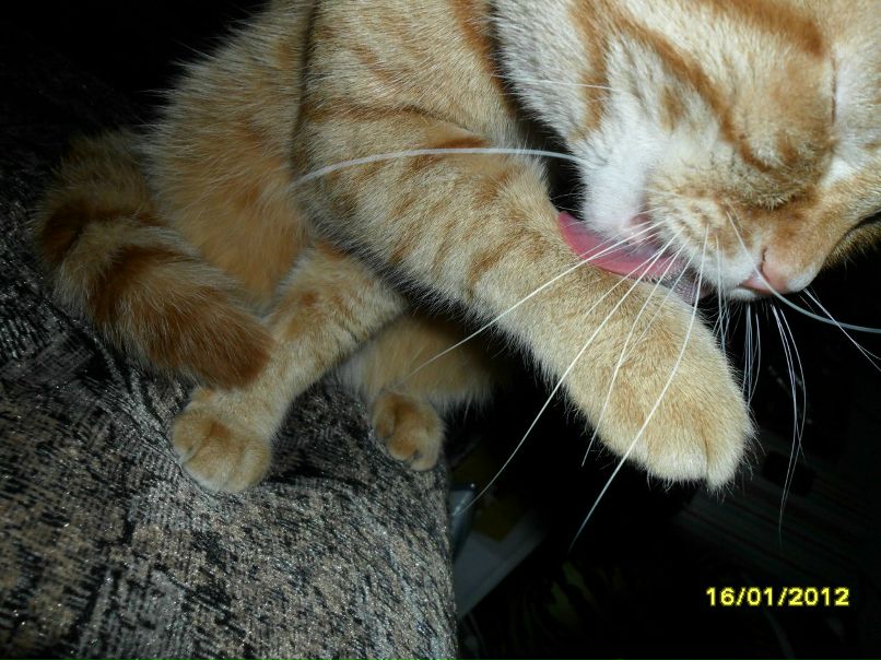 Альбина Стачинская кошка | Сочи