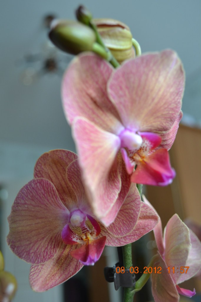 Виктория Бегаль | Киев