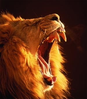 Лев Савченко | Киев