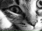 Алексей Никулин ^_^手裏剣^_^ | Новосибирск