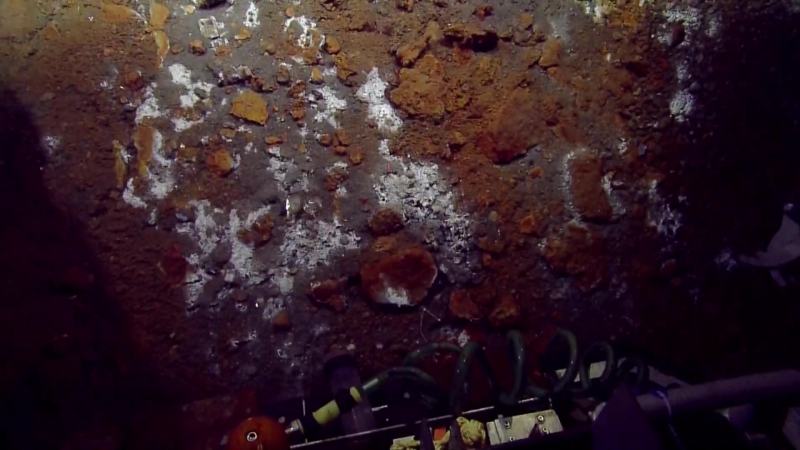 Red Shrimp Cluster Around a Gas Seep Nautilus