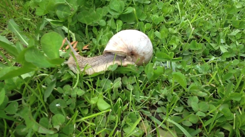 Snail s slow and steady