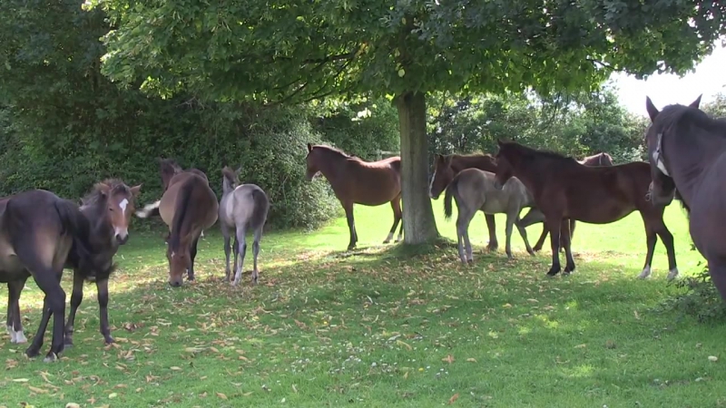 Discover the New Forest National Park in Great