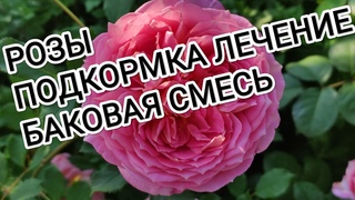 Обработка и подкормка РОЗ по листу. Баковая смесь.