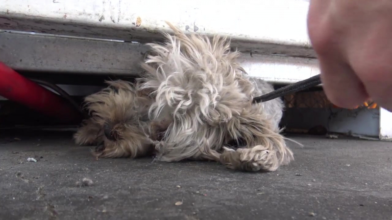 Tiny Yorkie almost gets crushed by propane tanks NEW Hope For Paws rescue