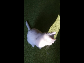 Video da Had Zi