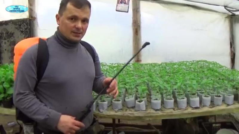 ЭТО ИНТЕРЕСНО ПОДКОРМКА сладкого ПЕРЦА ПОД КОРЕНЬ ЭЛЕКТРО