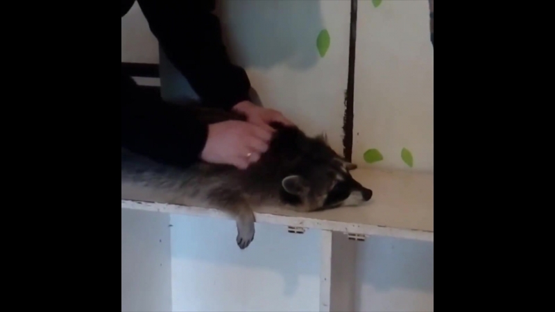 Trash pandas make my heart