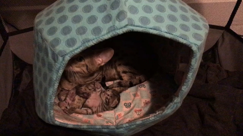 Mom Cuda F7 SBT and her kitten Kana F5 SBT