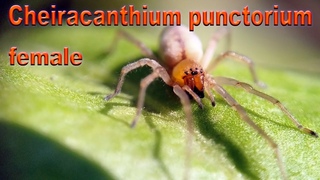 Паук Желтый сак самка (cheiracanthium punctorium female spider)
